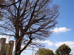 樹木の伐採・剪定