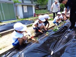 2年生さつまいもの苗植え