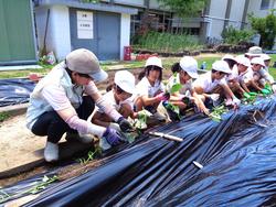 2年生さつまいもの苗植え