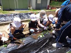 2年生さつまいもの苗植え