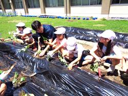 2年生さつまいもの苗植え