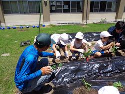2年生さつまいもの苗植え