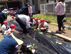 2年生さつまいもの苗植え