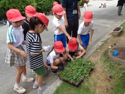 2年生老人会の方々と花植え
