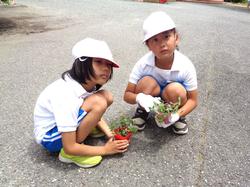 2年生老人会の方々と花植え
