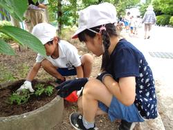 2年生老人会の方々と花植え