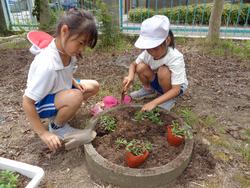 2年生老人会の方々と花植え
