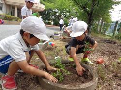 2年生老人会の方々と花植え