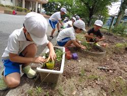 2年生老人会の方々と花植え