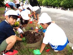 2年生老人会の方々と花植え