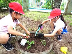 2年生老人会の方々と花植え