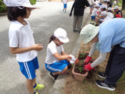 2年生老人会の方々と花植え