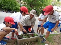 2年生老人会の方々と花植え