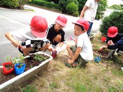 2年生老人会の方々と花植え