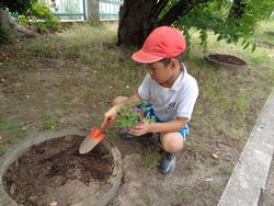 2年生老人会の方々と花植え