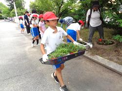 2年生老人会の方々と花植え