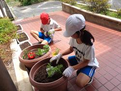 2年生老人会の方々と花植え