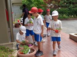 2年生老人会の方々と花植え