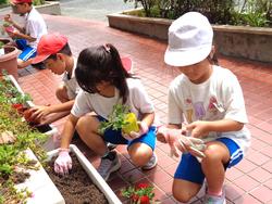 2年生老人会の方々と花植え