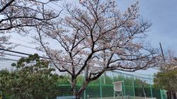 桜
