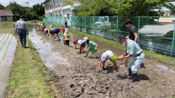 田植え