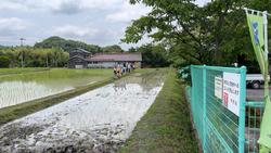 田植え