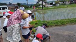 田植え
