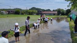 田植え
