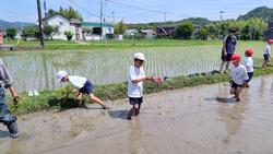 田植え