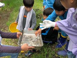 生き物観察