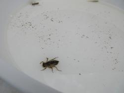 水生昆虫