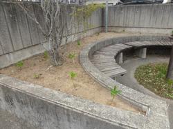 紫陽花2