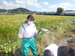 さつまいもの収穫