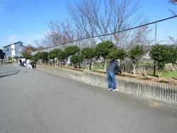 花いっぱい運動