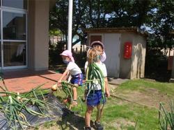 見てみて大きな玉ねぎ