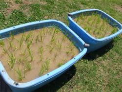 田植え大成功