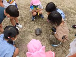 かめ発見
