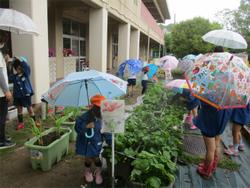 雨の日のいちごとり