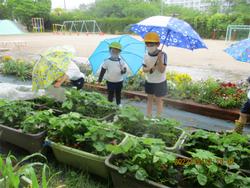 雨の中、いちごの様子を見に行く子ども