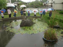 カメの池