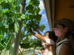 野菜の収穫
