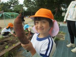 とれたおいも