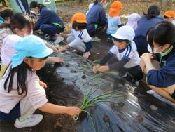 玉ねぎ植え