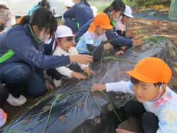 玉ねぎ植え