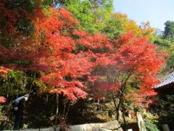 紅葉
