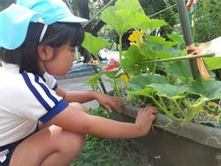 野菜のお世話をする子ども