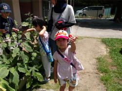 夏野菜の収穫