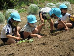 幼稚園の畑で