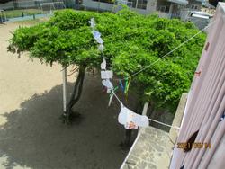 ハトは無事に違う場所へ行ってくれました