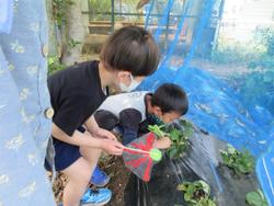 怖がりそうな虫を制作して畑へ立てています